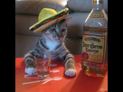 https://image.noelshack.com/fichiers/2016/38/1474569365-tequila-cat.jpeg