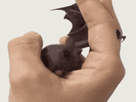 https://image.noelshack.com/fichiers/2016/38/1474742018-bat.gif
