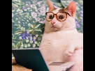 https://image.noelshack.com/fichiers/2016/39/1474994598-chatonordi.jpg
