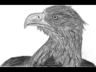 https://image.noelshack.com/fichiers/2016/39/1475242806-aigle.jpg