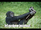 https://image.noelshack.com/fichiers/2016/39/1475257442-bonobo.jpg