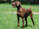 https://image.noelshack.com/fichiers/2016/39/1475406521-chiens-braque-allemand-a-poil-court-9c0a431d-922d-38b4-d117-6300fa9764e2.jpg