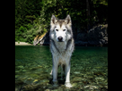 https://image.noelshack.com/fichiers/2016/40/1475593548-loki-the-wolfdog.jpg