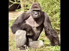 https://image.noelshack.com/fichiers/2016/40/1476047459-harambe.jpg