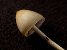 https://image.noelshack.com/minis/2016/41/1476104359-350mushrooms.png