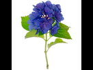 https://image.noelshack.com/minis/2016/41/1476104359-autocollant-mural-fleur-bleue.png