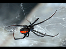 https://image.noelshack.com/fichiers/2016/42/1476787932-redback-800x533.jpg