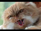 https://image.noelshack.com/fichiers/2016/42/1477069214-chat-crache.jpg