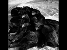 https://image.noelshack.com/fichiers/2016/42/1477118176-huskys-dodo.jpg