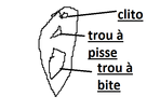 Trou Du Pipi Chez La Femme