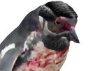 https://image.noelshack.com/fichiers/2016/44/1478357333-pingouinundercut.png