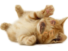 https://image.noelshack.com/fichiers/2016/45/1478990704-risichat.png