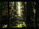 https://image.noelshack.com/fichiers/2016/46/1479383876-foret.jpg