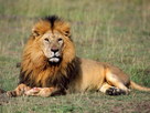 https://image.noelshack.com/fichiers/2016/47/1480051594-the-best-top-desktop-lion-wallpapers-hd-lion-wallpaper-11-xjbx08.jpg