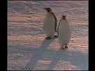 https://image.noelshack.com/fichiers/2016/48/1480369076-penguin-walking-bobblehead.gif