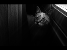 https://image.noelshack.com/fichiers/2016/48/1480596748-pc010021-3.jpg
