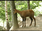 https://image.noelshack.com/fichiers/2016/48/1480756297-isard-des-pyrenees-bigorre-2003.jpg