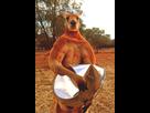 https://image.noelshack.com/fichiers/2016/49/1480977951-2956877600000578-3110240-roger-lives-in-the-kangaroo-sanctuary-alice-springs-in-the-north-a-68-1433387077486.jpg