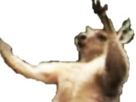 https://image.noelshack.com/fichiers/2016/49/1481120941-kangoojunior.png