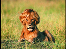 https://www.noelshack.com/2016-50-1481830925-lion-cool-haircut.jpg