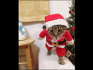 https://image.noelshack.com/fichiers/2016/50/1481861899-santa-chat.gif