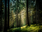 https://image.noelshack.com/fichiers/2016/50/1481907624-forest.jpg
