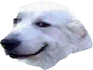 https://image.noelshack.com/fichiers/2016/50/1481931833-dog.png