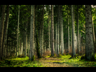 https://image.noelshack.com/fichiers/2016/50/1481972871-forest3.jpg