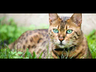 https://image.noelshack.com/minis/2016/50/1482003273-chat-bengal.png