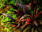 https://image.noelshack.com/fichiers/2016/51/1482188722-jolie-plante.jpg