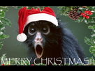 https://image.noelshack.com/fichiers/2016/51/1482662757-christmasmonkey-zps1032b0f9.jpg