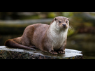 https://image.noelshack.com/fichiers/2016/51/1482692514-loutre.jpg
