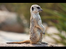 https://image.noelshack.com/fichiers/2016/51/1482692527-290px-meerkat-feb-09.jpg