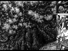 https://image.noelshack.com/fichiers/2016/52/1482940177-king-of-flowers-tree.jpg