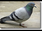 https://image.noelshack.com/fichiers/2016/52/1483169287-pigeon-bizet-1.jpg