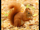 https://image.noelshack.com/fichiers/2016/52/1483204866-220px-red-squirrel-lazienki.jpg