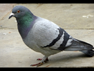 https://image.noelshack.com/fichiers/2016/53/1451664067-pigeon1.jpg