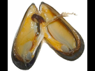 https://image.noelshack.com/minis/2017/01/1483375107-mytilus2.png