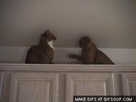 https://image.noelshack.com/minis/2017/02/1484171837-cat-fight-o.png