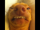 https://image.noelshack.com/minis/2017/02/1484343522-the-most-adorable-ugly-dog-ever-640-09.png