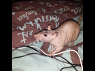 https://image.noelshack.com/minis/2017/03/1484863083-img-20170119-183938.png