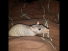 https://image.noelshack.com/minis/2017/03/1484863250-img-20170118-092839.png