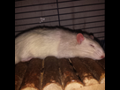 https://image.noelshack.com/minis/2017/03/1484863509-img-20170117-184837.png