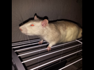 https://image.noelshack.com/minis/2017/03/1484864338-img-20170114-051222.png