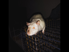 https://image.noelshack.com/minis/2017/03/1484864878-img-20161212-071523.png