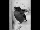 https://image.noelshack.com/fichiers/2017/06/1486610182-img-20170205-222003.jpg