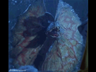 https://image.noelshack.com/fichiers/2017/06/1486924280-kogan.gif