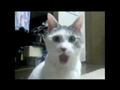 https://image.noelshack.com/fichiers/2017/07/1487152155-omgcat.jpg