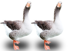 https://image.noelshack.com/minis/2017/08/1487872620-2oies.png