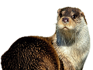 https://image.noelshack.com/minis/2017/09/1488223710-stickers-loutre-3.png